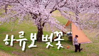 [4K] 대한민국 최고의 노지에서 전세 벚꽃 캠핑 | 청도 운문댐 하류보 유원지 | 애견동반 썸네일