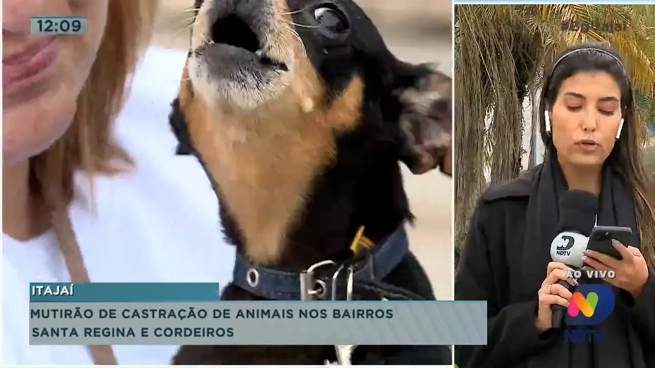 Cinco toneladas de pescados são distribuídas, mutirão de castração de animais