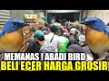 Download Lagu ABADI BIRD MEMANAS ! RATUSAN EKOR BURUNG OMBYOKAN DIJUAL HABIS HABISAN BELI ECER HARGA GROSIR