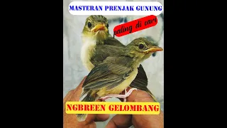 Download MASTERAN prenjak gunung ngebren gelombang/breen tawon paling banyak di cari MP3