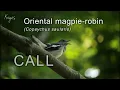 Download Lagu Burung murai oriental (Copsychus saularis) PANGGILAN | SUARA | LAGU PERKEMBANGBIAKAN