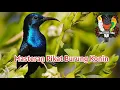 Download Lagu Suara Pikatan Burung Konin MP3