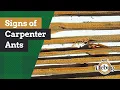 7 Signs You Have Carpenter Ants in Your Home Expert Tips Around the House with Bill