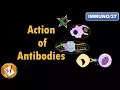 Action of Antibodies Neutralization Opsonization Complement Activation and ADCC FL-