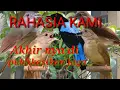 Download Lagu cara pikat kapas tembak sumatera || suara pikat kapas tembak