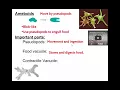 SCI7 - Protists