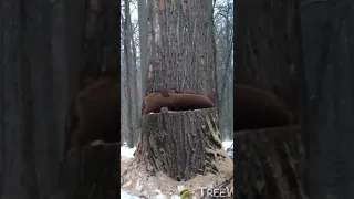 Trees Cracking Sound Effect 