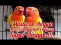 Download Lagu MASTERAN BURUNG LOVE BIRD TERBAIK / PASTI IKUT NGEKEK