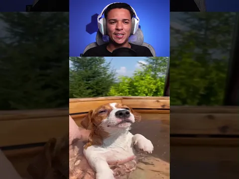 Cachorro relaxando na ÁGUA