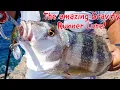 The new Gravity Runner 100 lure from Savage Gear Fishing tips and tricks