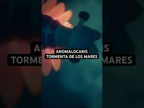 El Anomalocaris es un camarón prehistórico Gigante que vivió hace 500 millones de años.