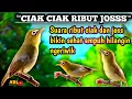 Download Lagu RIBUT SUARA CIAK DAN JOS  KECIAL KUNING AMBARAN || MASTERAN FAVORIT KECIAL KUNING LOMBA