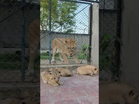 Lioness Mother Wants Her Cubs Back Into the Cage | Nouman Hassan