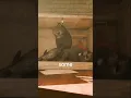 The Schrodinger s Cat