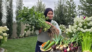 Baru Bisa Panen Sebagian, Ada Bawang Bombay, Celery  , Cabe  & Catnip. 