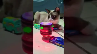 Cats vs Racing #shorts car cat β€οΈπ» π
