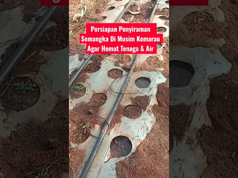 Persiapan Tanam Semangka Di musim kemarau ekstrim #semangka