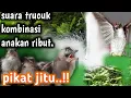 Download Lagu suara pikat trucukan ribut dan anakan trucukan manggil indukan.TRUCUKAN LIAR PASTI NYAMBAR.!!!!