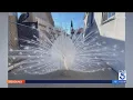 Beloved neighborhood peacock in Pasadena beaten by mailman