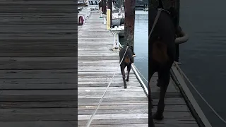 #fyp #pets #dream #doberman #vlog