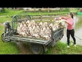 Download Lagu Duck Harvesting Day! Use 3-Wheeled Truck To Harvesting Many Duck Goes To Market Sell - Farm Life