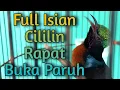 Download Lagu Masteran Kolibri Ninja Full Nembak Isian Cililin Rapat  Cililin Mini  KoNin Full Isian Cililin