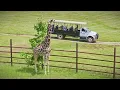 Experience Georgia Safari Conservation Park A Wild Adventure in the Heart of Georgia