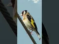 Goldfinch Singing in Nature