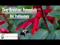 Beautiful Deer Resistant Flowers for Pollinators - Bonus List at the End