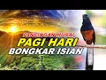 Lagu 🔴 LIVE 56 - Pancingan Murai Batu Malam Hari Full Isian Tembakan Kasar bikin Murai Batu Rajin Bunyi