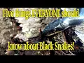 Download Lagu Five things everyone should know about Black Snakes (Panterophis alleghaniensis (Black Rat Snake)