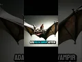 Lagu Kelelawar Vampir yang Haus Darah! Serem!!! #fakta #faktahewan #faktaaneh #vampire #faktamenarik