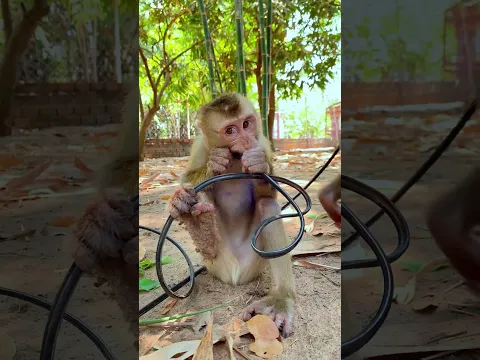 Adorable baby Monkey #monkey #love #cute #fyp