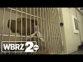 Baton Rouge animal shelter waives adoption fees for sheltered pets for national campaign