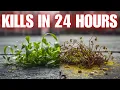 Natural PET SAFE DIY WEED KILLER That Cost Pennies Per Gallon LAST FOR 12 MONTHS