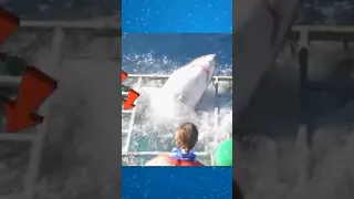 هجمات القرش علئ البشر الأكثر دموية 