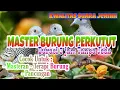 Download Lagu Suara Burung Perkutut Lokal Masteran || Perkutut Lokal Pancingan
