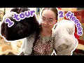 Download Lagu Preparing for Tour de Fleece: Skirting, Scouring and Carding Shetland and Zwartbles Wool