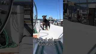 Just being a girl lol ! #fyp #vlog #doberman #sailing #pets
