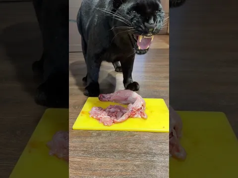 Feed Pantherushka 🐆❤️
