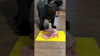 Feed Pantherushka 🐆❤️