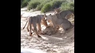 الي معندوش قلب ميتفرجش دندنها