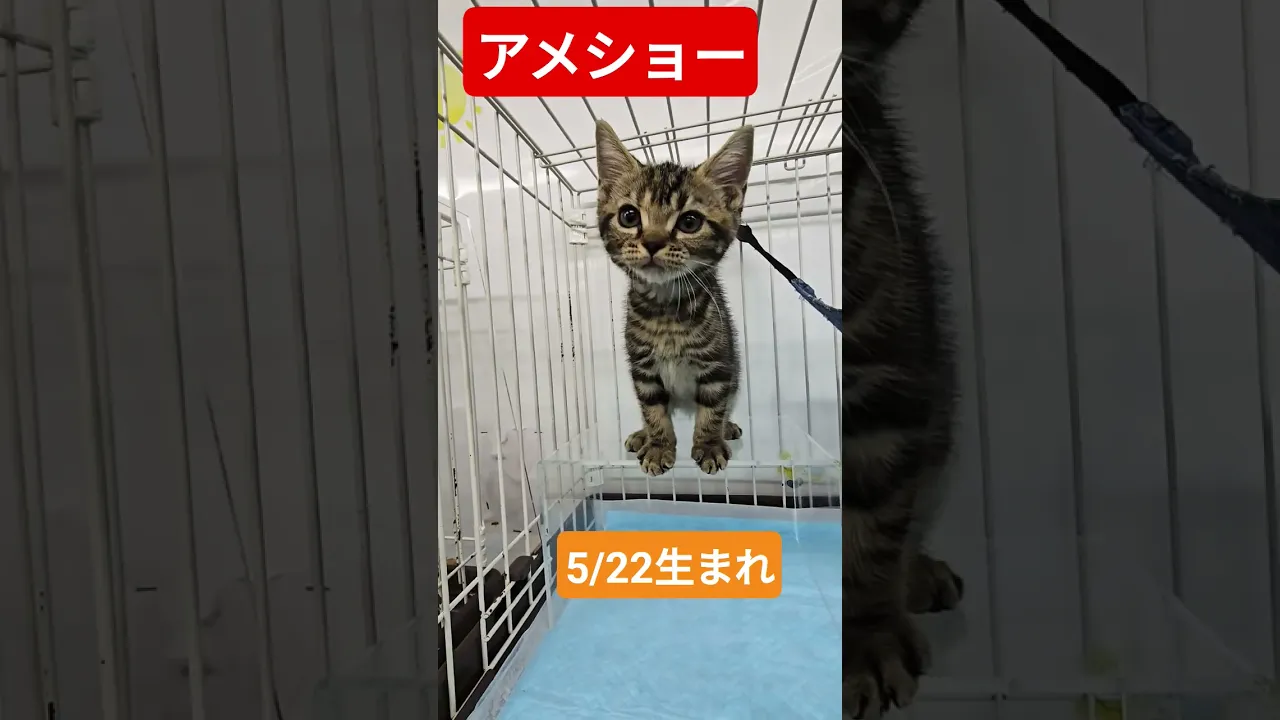 動画