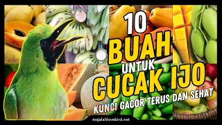 10 favorite fruits of cucak ijo as the key to continuous gacor and fighter 