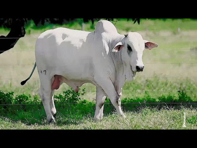 Touro Nelore FESN - 147