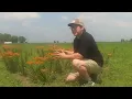 Almost EVERYTHING you need to know about Butterfly Milkweed