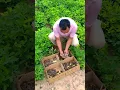 Download Lagu Mengapa Petani China Melepaskan Burung Puyuh ke Ladang?