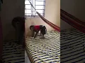 Jason Good Job! Help Tie​ Hammock Mommy Challenge