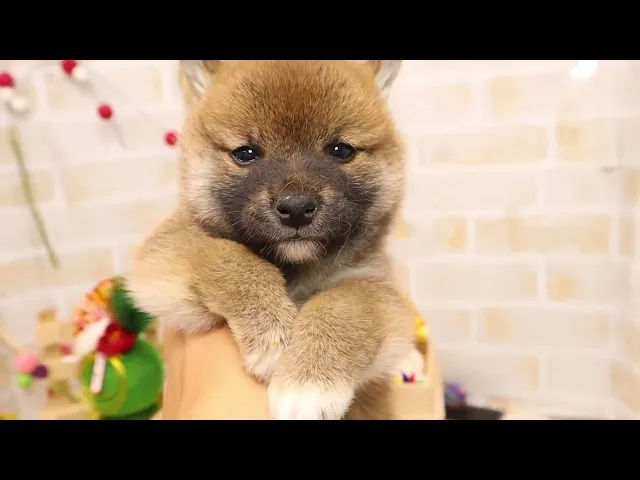動画