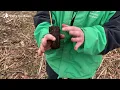 Tree planting tutorial